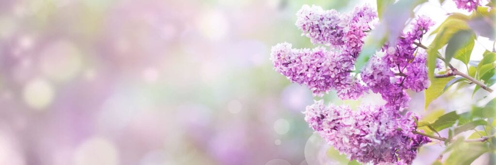 Lilac Blossoms